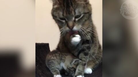 Dieses Kätzchen versucht zu trinken, während sich die Katzenmama putzt!