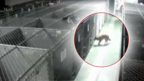 Eine Kamera filmt eine Hündin, die nachts im Tierheim ausbricht... Doch wo geht sie nur hin?