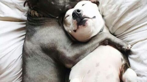 Diese Kampfhunde beweisen, dass sie alles andere als böse sind