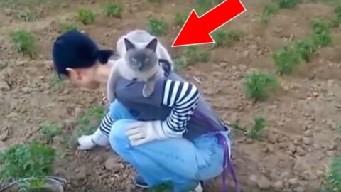 Katze macht es sich auf Schulter bequem, solange Frauchen arbeitet!