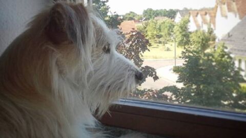 Der unsterblich verliebte Hund sitzt jeden Tag am Fenster, doch sein Schwarm ist mehr als ungewöhnlich