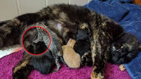 Eine Schildpatt-Katze sucht Hilfe bei den Menschen, um ihre Jungen zur Welt zu bringen