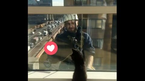 Wie diese Katze auf die Fensterputzer reagiert, ist einfach göttlich!