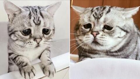Warum sieht diese Katze nur immer so traurig aus?