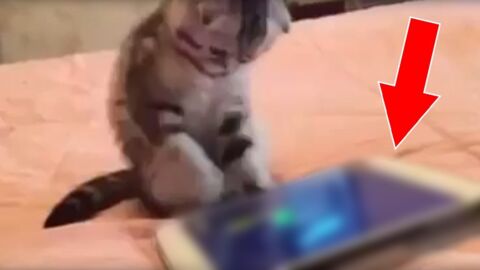 Katze spielt auf Tablet