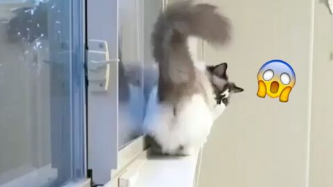 Die Katze steckt auf dem Fensterbrett fest! Achtet auf ihre geniale Reaktion!