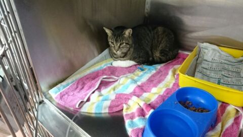 Ein Mann findet seine entlaufene Katze nach elf Jahren wieder. Doch aus diesem Grund nimmt er sie nicht mit.