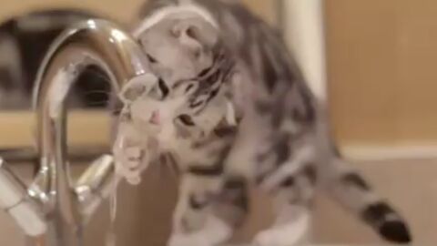 Diese Katze ist unheimlich fasziniert von dem Wasserhahn! Doch was sie gleich macht, wird euch zum Schmunzeln bringen!