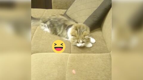 Diese Katze wird ganz wuschig, als sie den roten Punkt sieht! Einfach genial!