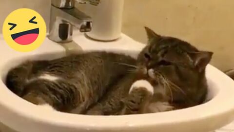 Sie fühlt sich völlig unbeobachtet im Waschbecken. Doch als die Katze ihr Herrchen bemerkt, reagiert sie einfach genial!
