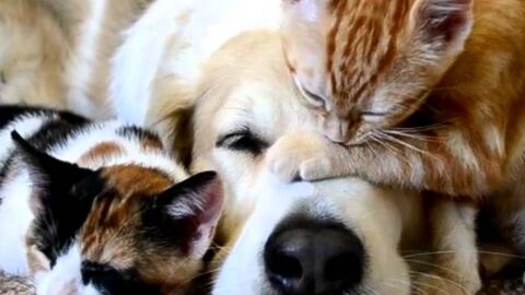 Katzen und Hunde am Kuscheln
