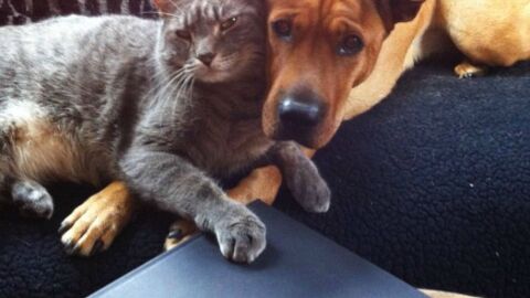 Süße Hunde und Katzen, die zusammen kuscheln