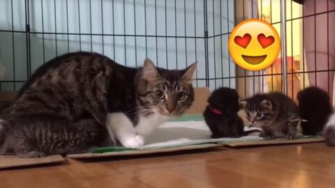 Katze adopiert Kitten