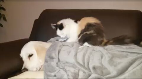 Bella gibt Hermine eine Rückenmassage, doch dann...