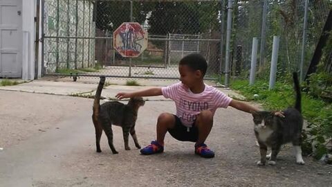 Philadelphia: Kleiner Junge hilft streunenden Katzen