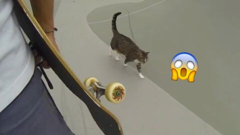 Katze skatet