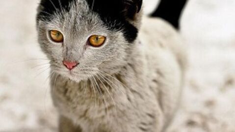 10 Katzen mit einzigartigen Flecken