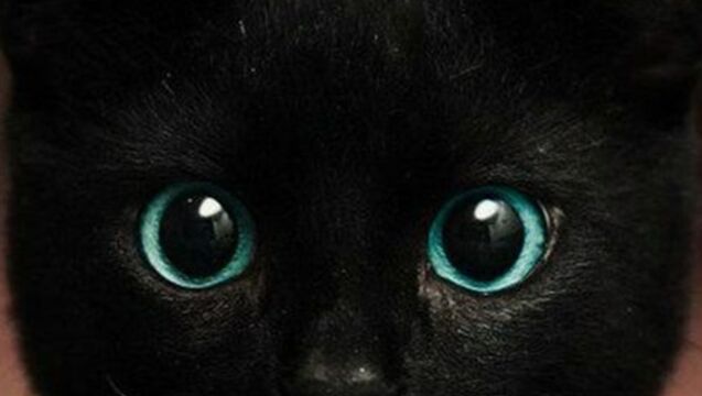 Diese einzigartigen Katzen haben die schönsten Augen der Welt