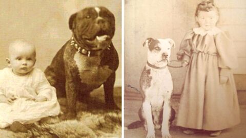Nanny Dog: Haben im Viktorianischen Zeitalter tatsächlich Pit Bulls auf Kinder aufgepasst?