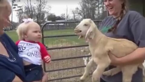 Begegnung von einem Baby... und einem Zicklein!