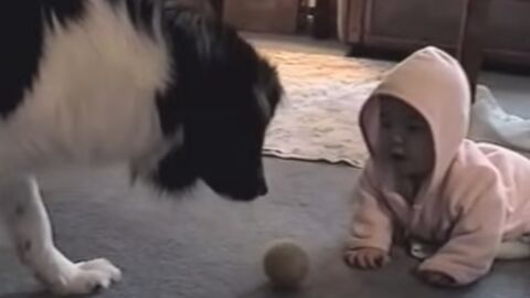 Dieser Hund zeigt dem Baby wie man Ball spielt. Ihr Zusammenspiel ist total süß