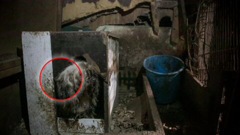 Ein Mann rettet einen mißhandelten Hund aus einer koreanischen Fleischfarm