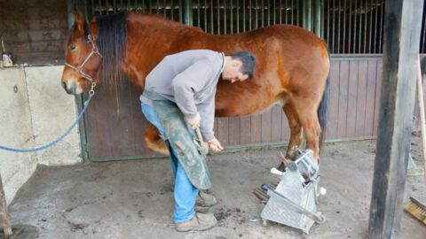 Blistern Beim Pferd