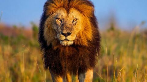 Der Löwe: Die schönsten Fotos des Königs von Afrika