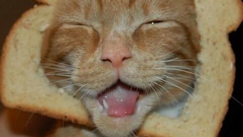 Die lustigsten Katzenfotos der Welt! Die Katze auf der Kuh ist der Brüller!