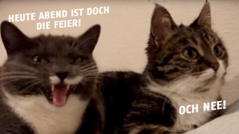 Diese beiden Fellknäuel klären ihr gemeinsames Abendprogramm! Doch wer da wohl gewinnt?