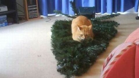 Wenn Tiere versuchen, Weihnachten zu boykottieren, sieht das so aus...