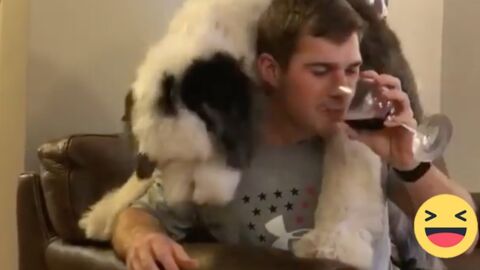 Er möchte ein Glas Wein trinken. Doch dann kommt plötzlich sein Hund...