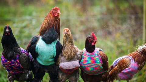 Nicola Congdon: Engländerin macht Hühner-Mode