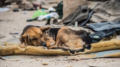 Mexiko: Eine Frau findet einen blinden Hund auf einer Matratze im Müll