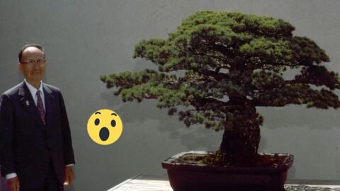 Dieser 391 Jahre alte Bonsai wurde 1625 gepflanzt und überlebte selbst Hiroshima … und er wächst weiter