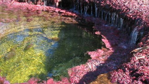 Der Caño Cristales oder Fluss der Fünf Farben in Kolumbien