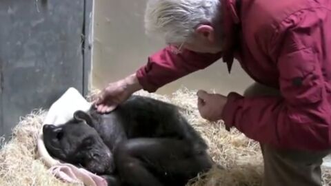 Sterbende Schimpansin im Zoo von Arnheim: Ein Video erobert die Herzen