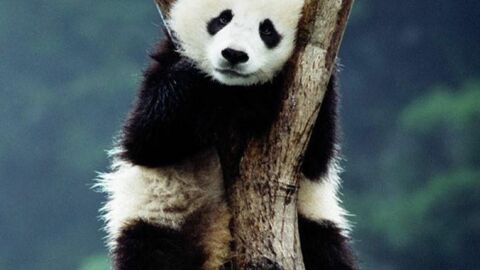 Der Pandabär: 15 Fakten und Bilder eines von Aussterben bedrohten Tieres