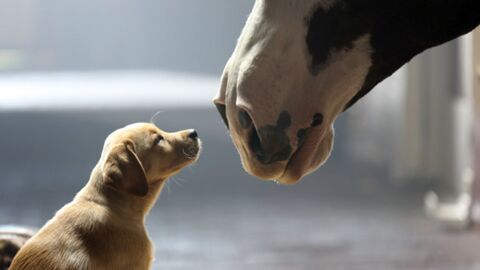 Dieser Hund schließt eine ungewöhnliche Freundschaft. Was dann passiert, ist magisch!
