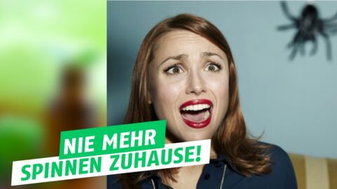 Minzöl hilft gegen Spinnen