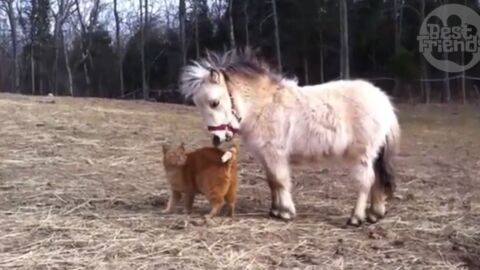 Katze und Pony schließen Freundschaft