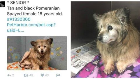 Diese Frau rettet einen alten 18-jährigen Hund, der im Tierheim eingeschläfert werden sollte
