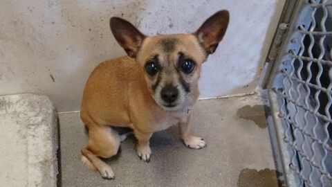 Sein Frauchen gibt ihn als „bösartigen“ Hund einfach im Tierheim ab! Der Grund dafür ist wirklich skandalös!