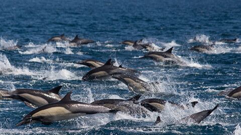 Atlantikküste: Hunderte Delfine tot aufgefunden