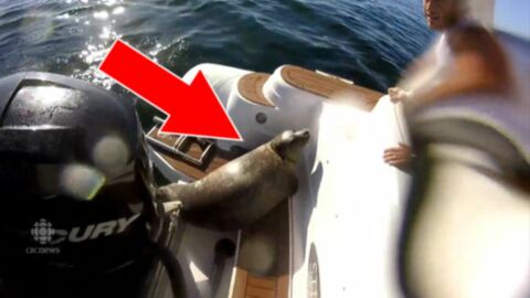 Eine Robbe rettet sich auf ein Boot, um räuberischen Orkas zu entgehen