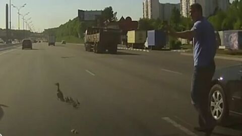 Dieser Mann rettete einen Entenfamilie auf der Autobahn