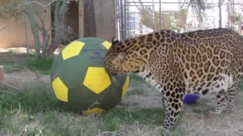 Nach Jahren der Gefangenschaft hat Jaguar Leonardo jetzt wieder Freude am Leben