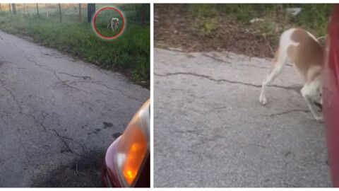 Sie findet ein bewegungsloses Tier am Straßenrand. Was sie entdeckt, als sie anhält, erschüttert sie zutiefst!
