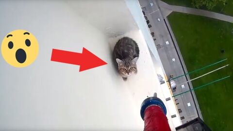 Katze wurde vom Fenstervorsprung des zwölften Stocks gerettet