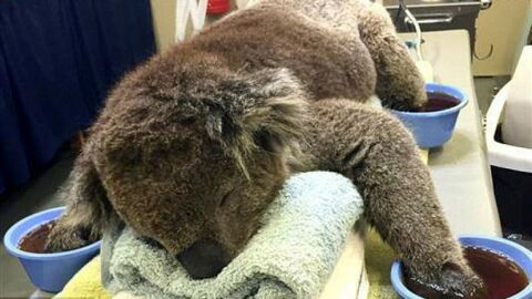 Dieser entzückende Koala wäre nach einer Verbrennung nicht alleine zurechtgekommen. Schauen Sie sich an, was dann Wunderbares passiert!